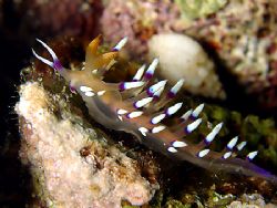 Indian Nudibranch out at Electric Beach on Oahu, You can ... by Jeffrey M Owen 